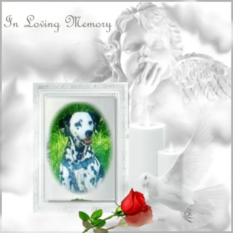 Condolence image of ❤️❤️❤️❤️❤️❤️❤️❤️❤️❤️❤️❤️❤️❤️