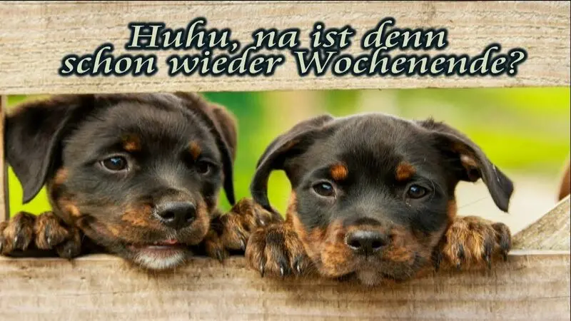 Condolence image of Tanja mit Timmy im Herzen
