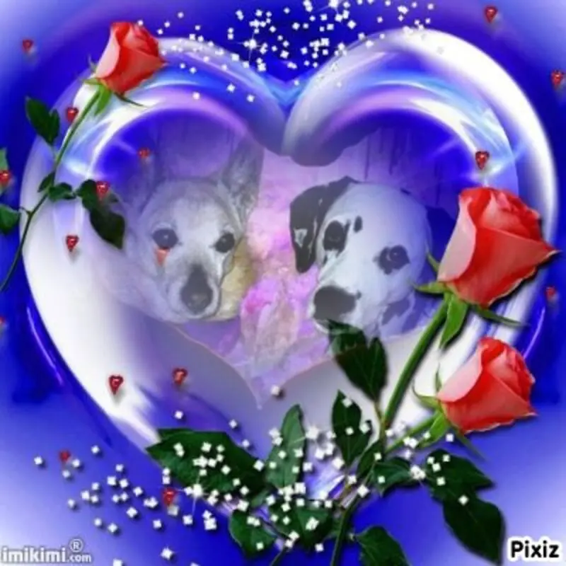 Condolence image of Tanja mit Timmy im Herzen