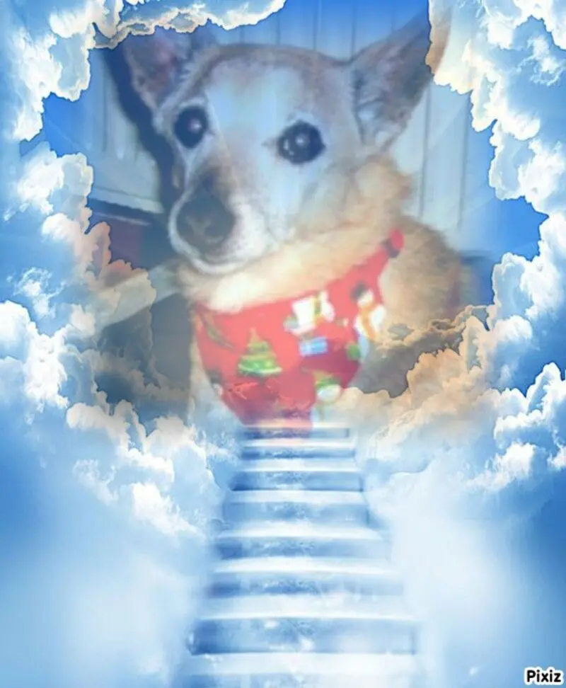 Condolence image of Tanja mit Timmy im Herzen