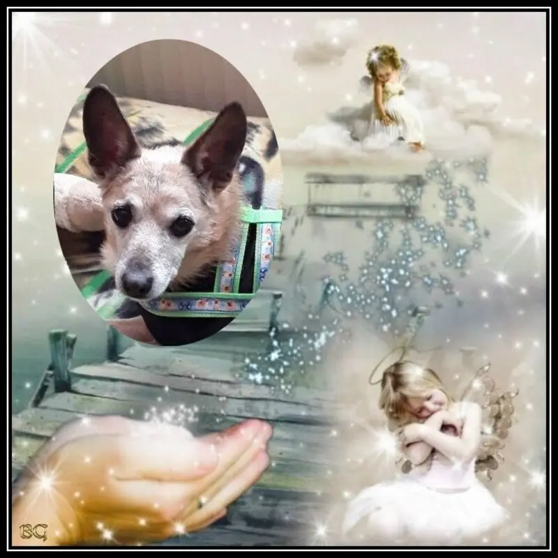 Condolence image of Jutta mit Purzel tief im Herzen ✟ 08.05.2016