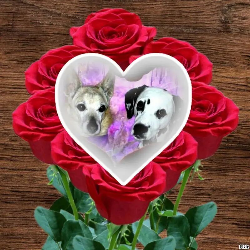 Condolence image of Tanja mit Timmy im Herzen 