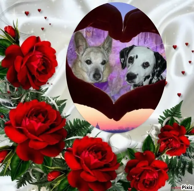 Condolence image of Tanja mit Timmy im Herzen