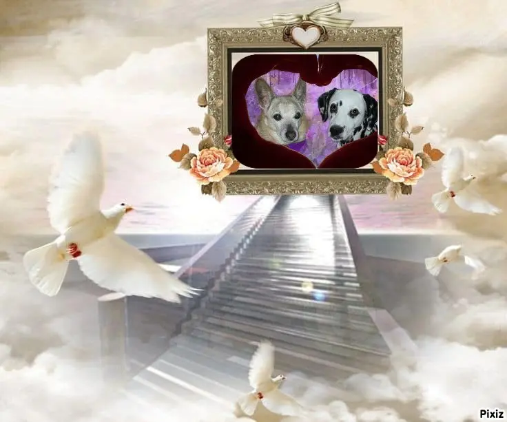 Condolence image of Tanja mit Timmy im Herzen