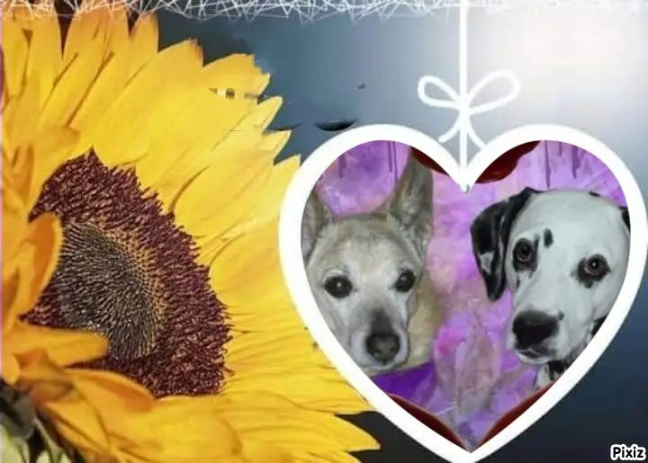 Condolence image of Tanja mit Timmy im Herzen