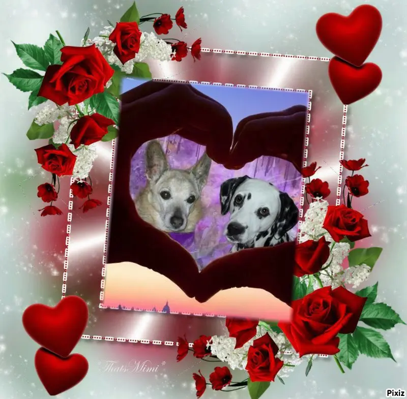 Condolence image of Tanja mit Timmy im Herzen