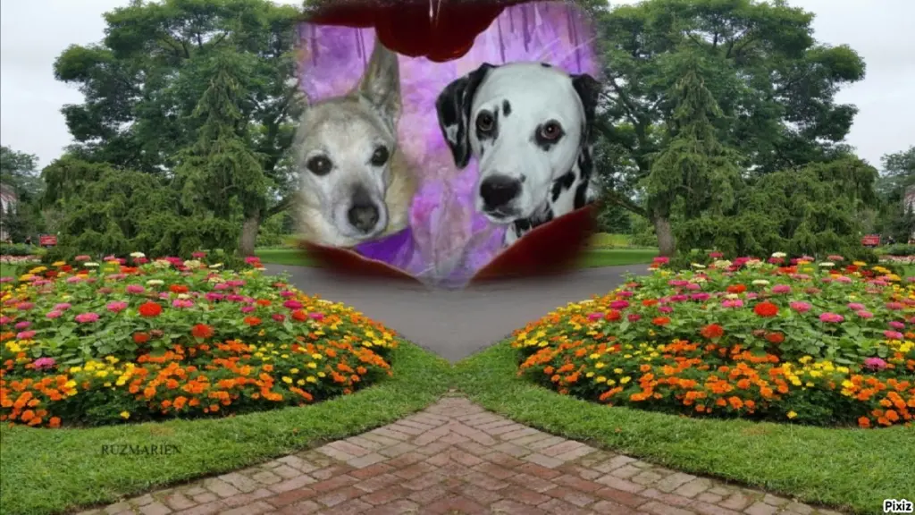 Condolence image of Tanja mit Timmy im Herzen