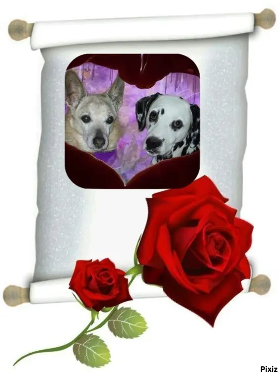 Condolence image of Tanja mit Timmy im Herzen