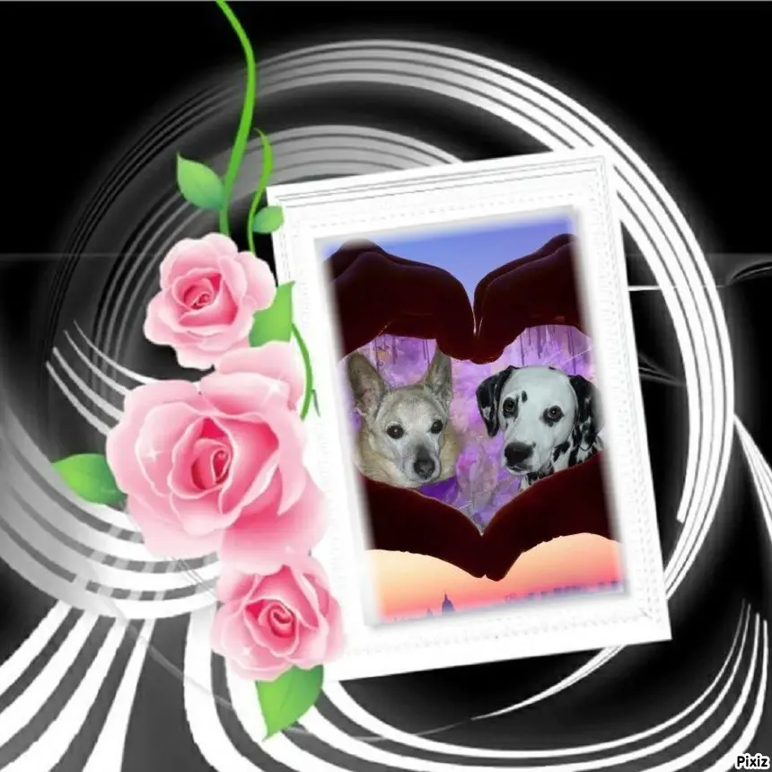 Condolence image of Tanja mit Timmy im Herzen