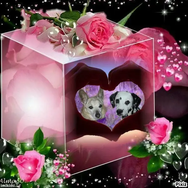 Condolence image of Tanja mit Timmy im Herzen