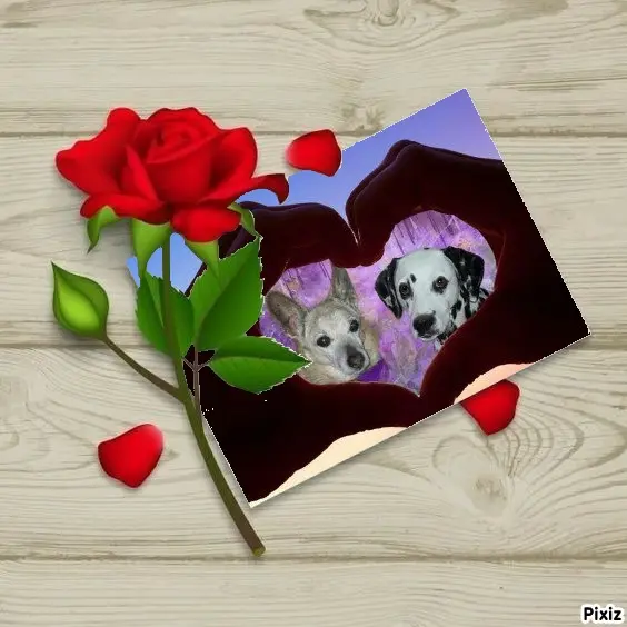 Condolence image of Tanja mit Timmy im Herzen