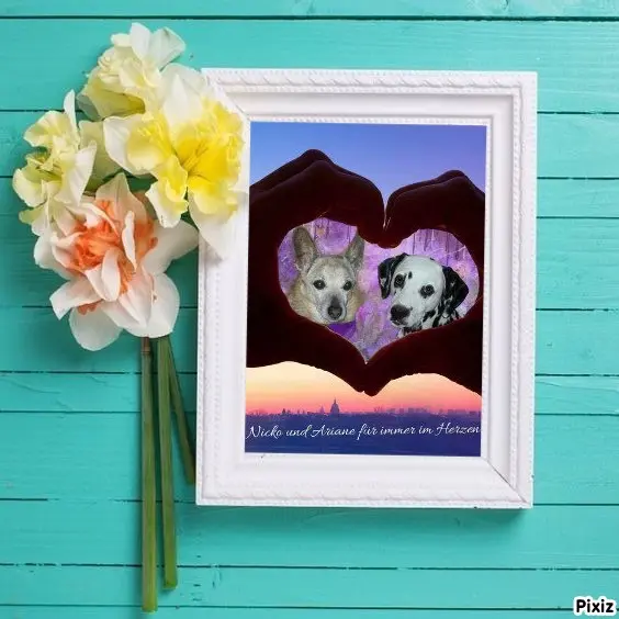 Condolence image of Tanja mit Timmy im Herzen