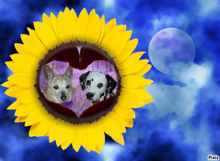 Condolence image of Tanja mit Timmy im Herzen