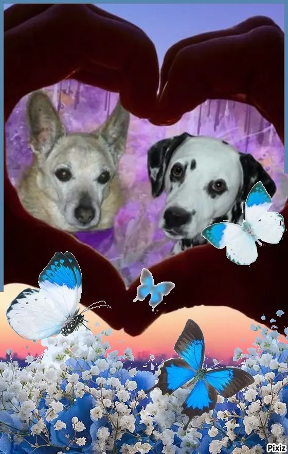 Condolence image of Tanja mit Timmy im Herzen