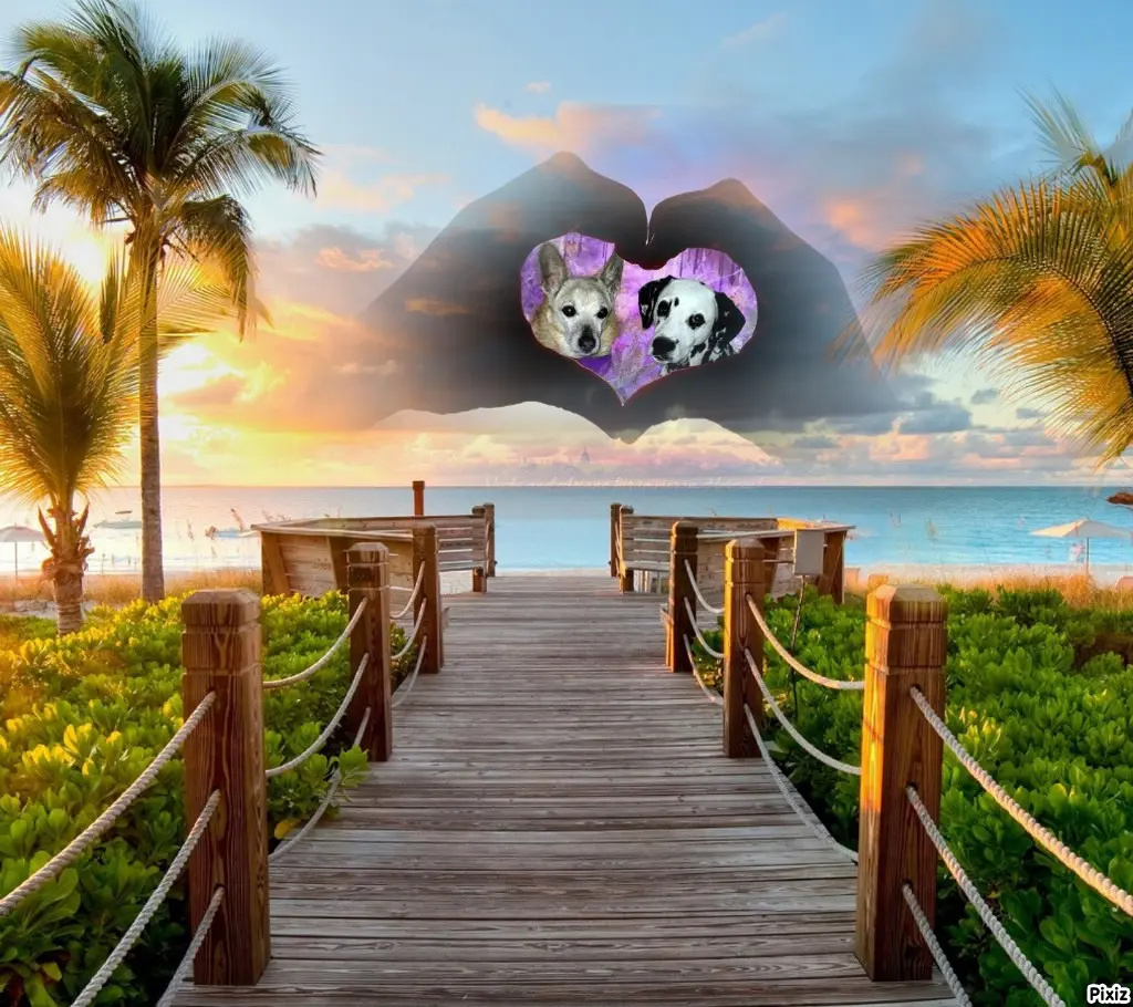 Condolence image of Tanja mit Timmy im Herzen 
