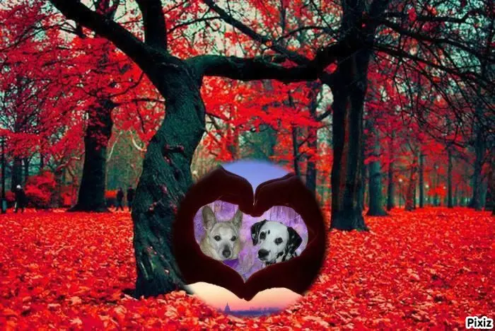 Condolence image of Tanja mit Timmy im Herzen 