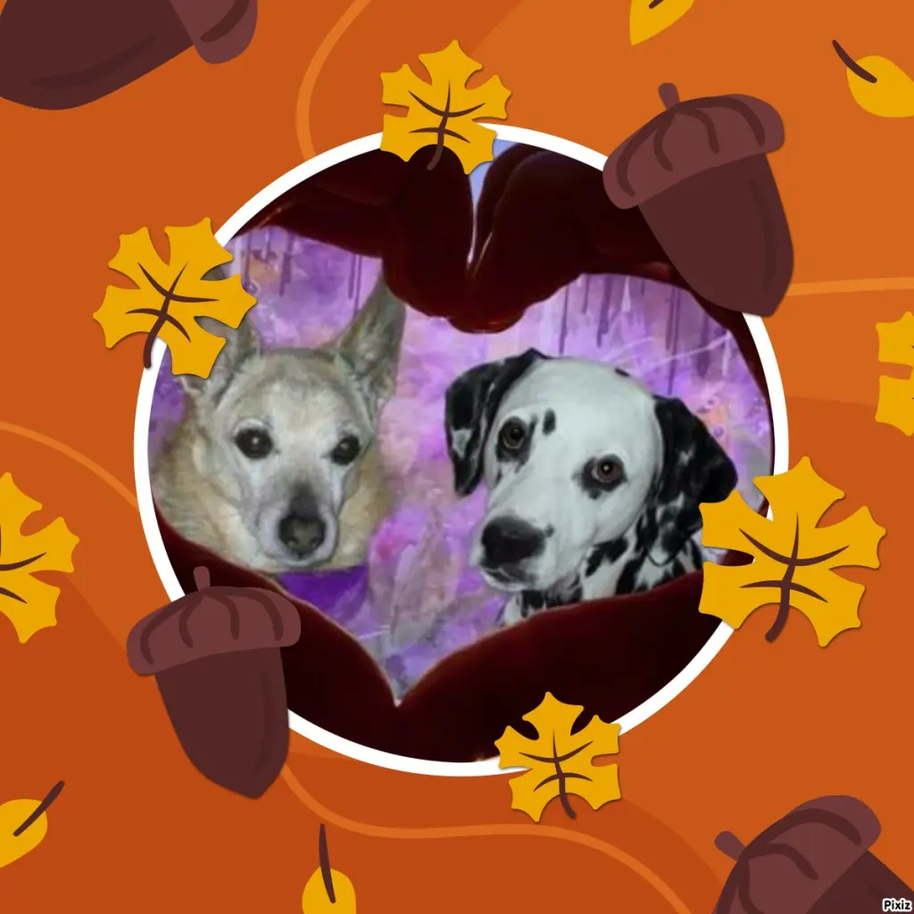 Condolence image of Tanja mit Timmy im Herzen 