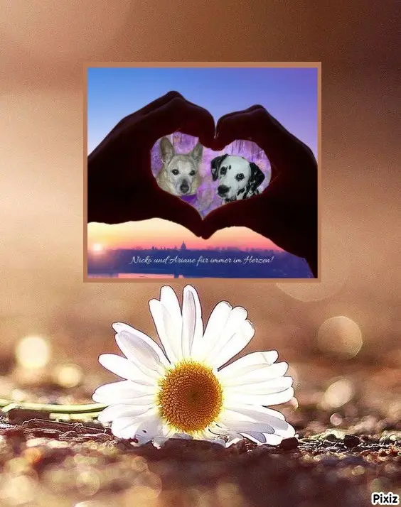 Condolence image of Tanja mit Timmy im Herzen 