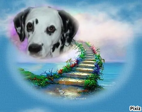 Condolence image of Tanja mit Timmy im Herzen