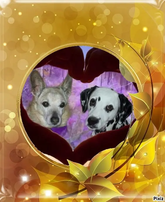 Condolence image of Tanja mit Timmy im Herzen