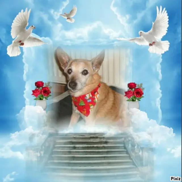 Condolence image of Tanja mit Timmy im Herzen