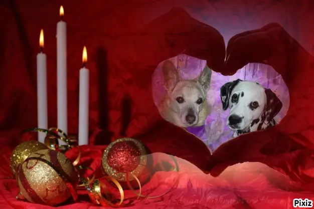 Condolence image of Tanja mit Timmy im Herzen