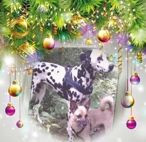 Condolence image of Frohe❤❤❤Weihnachten❤❤❤
