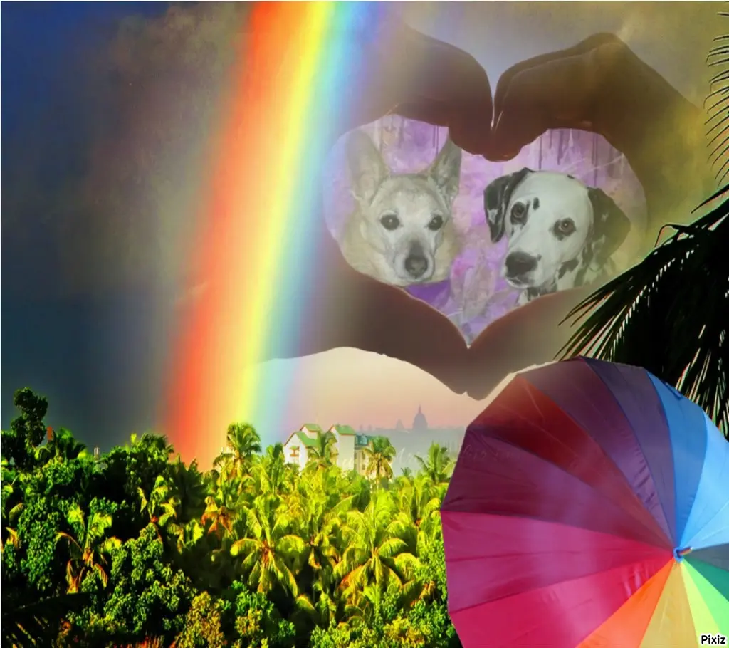 Condolence image of Tanja mit Timmy im Herzen
