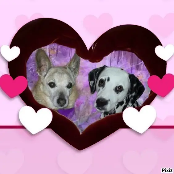 Condolence image of Tanja mit Timmy im Herzen