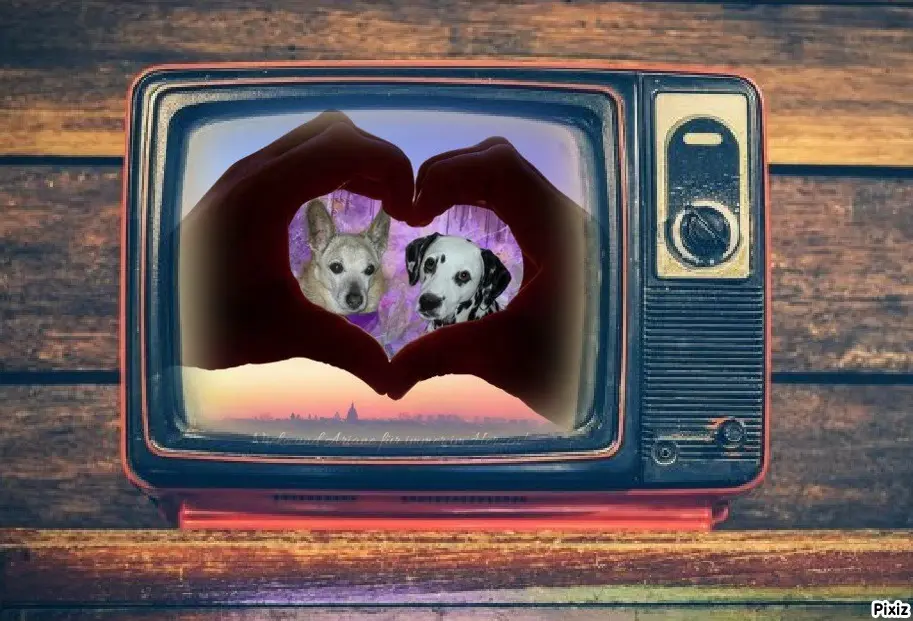 Condolence image of Tanja mit Timmy im Herzen