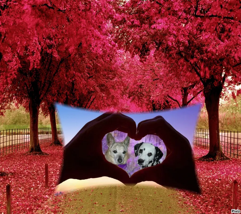 Condolence image of Tanja mit Timmy im Herzen