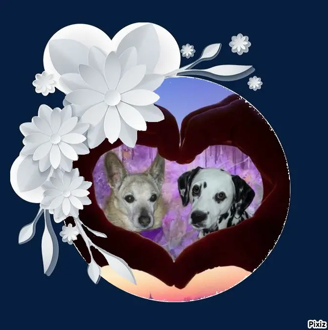 Condolence image of Tanja mit Timmy im Herzen