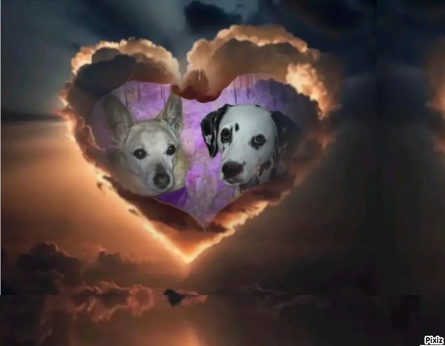 Condolence image of Tanja mit Timmy im Herzen
