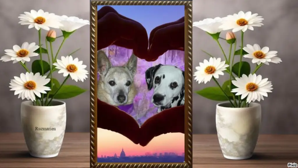 Condolence image of Tanja mit Timmy im Herzen 