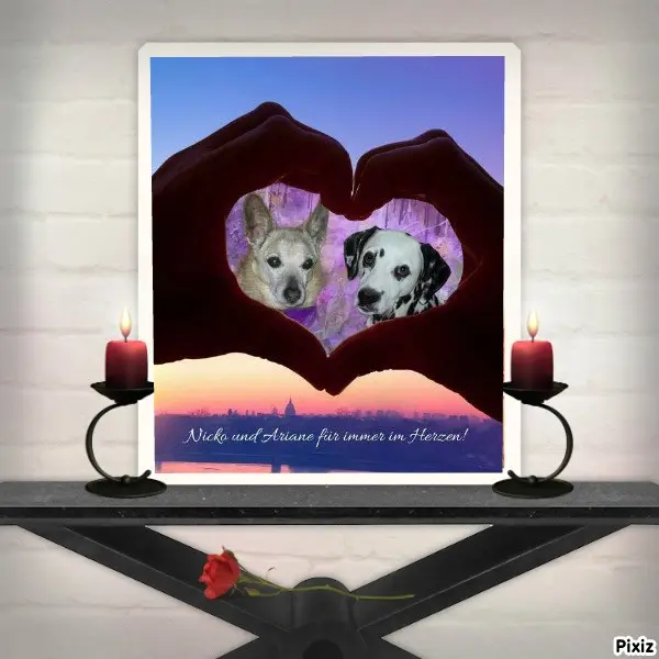 Condolence image of Tanja mit Timmy im Herzen 