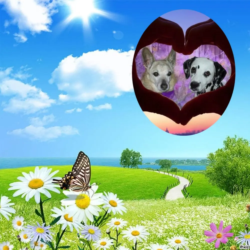 Condolence image of Tanja mit Timmy im Herzen 