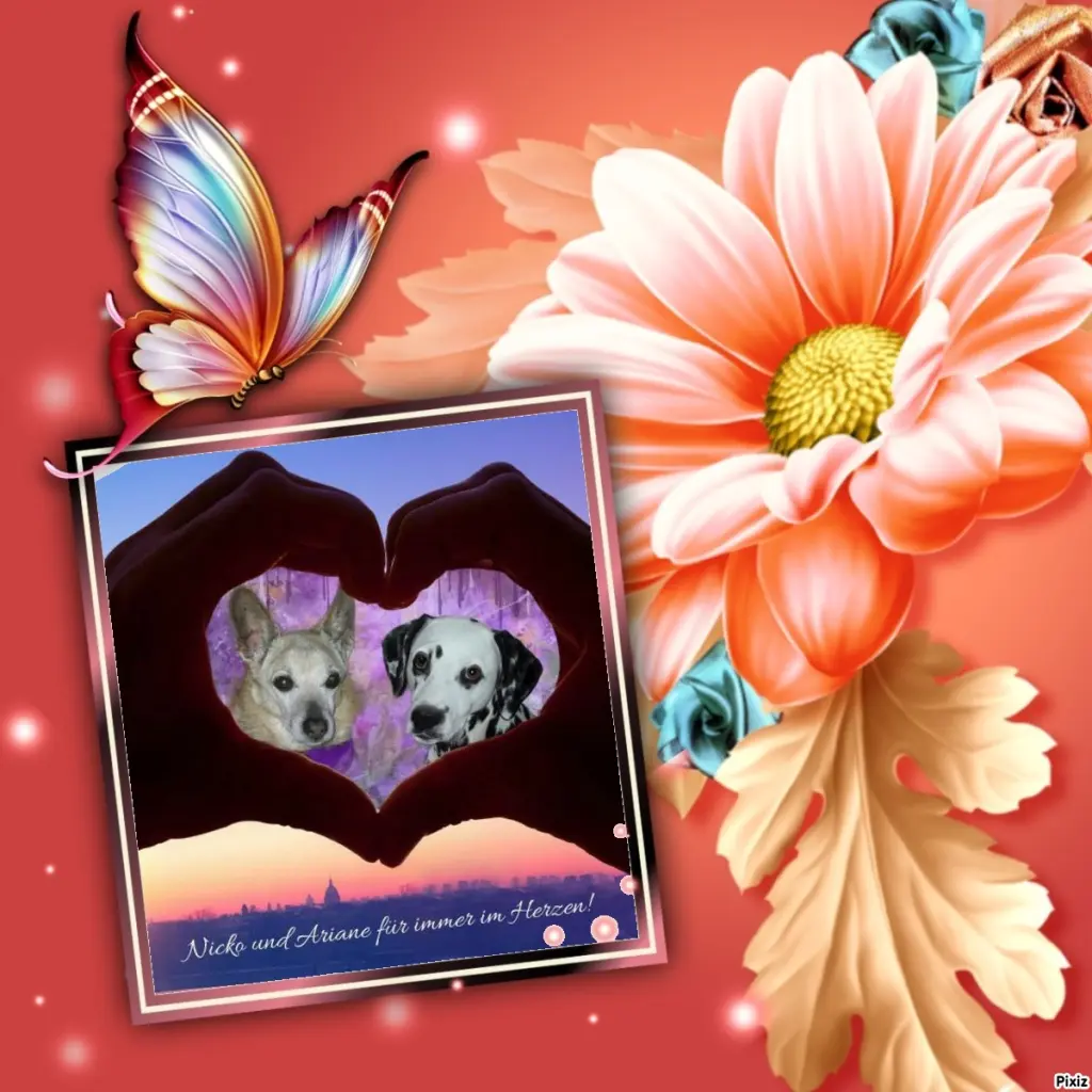 Condolence image of Tanja mit Timmy im Herzen 