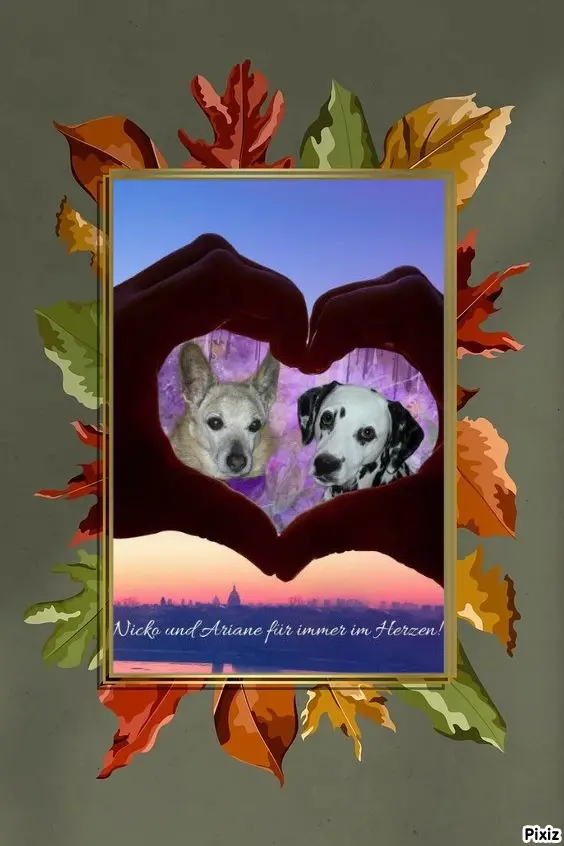 Condolence image of Tanja mit Timmy im Herzen