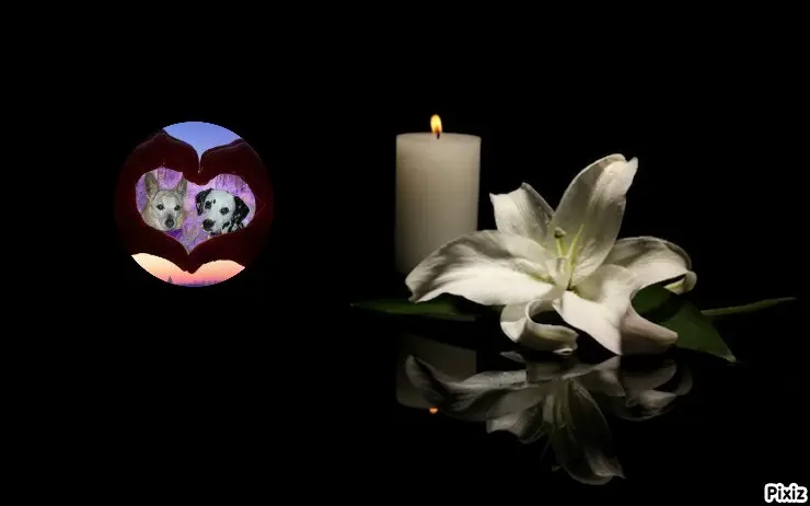 Condolence image of Tanja mit Timmy im Herzen