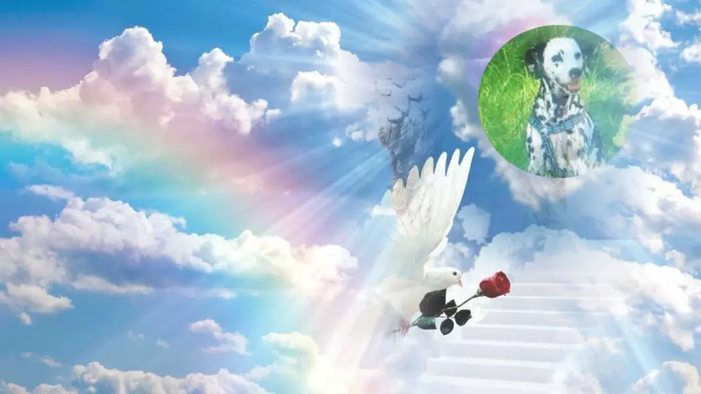 Condolence image of 9.Sternchen❤️⭐️Gedenktag❤️