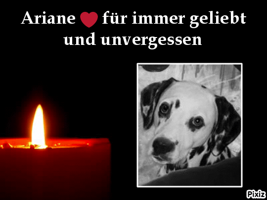 Condolence image of Tanja mit Timmy im Herzen