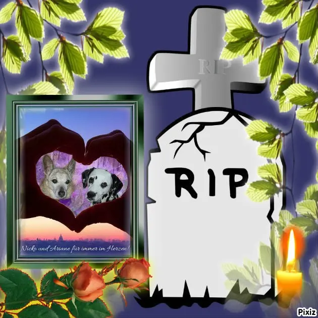 Condolence image of Tanja mit Timmy im Herzen