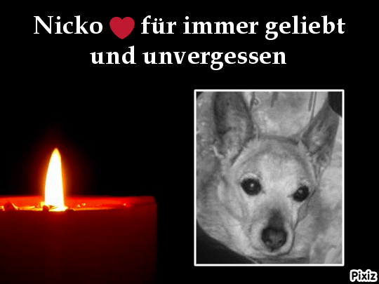 Condolence image of Tanja mit Timmy im Herzen 
