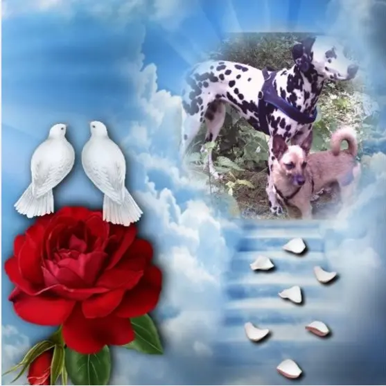 Condolence image of 5. Sternchen⭐️Gedenktag❤️❤️❤️❤️❤️