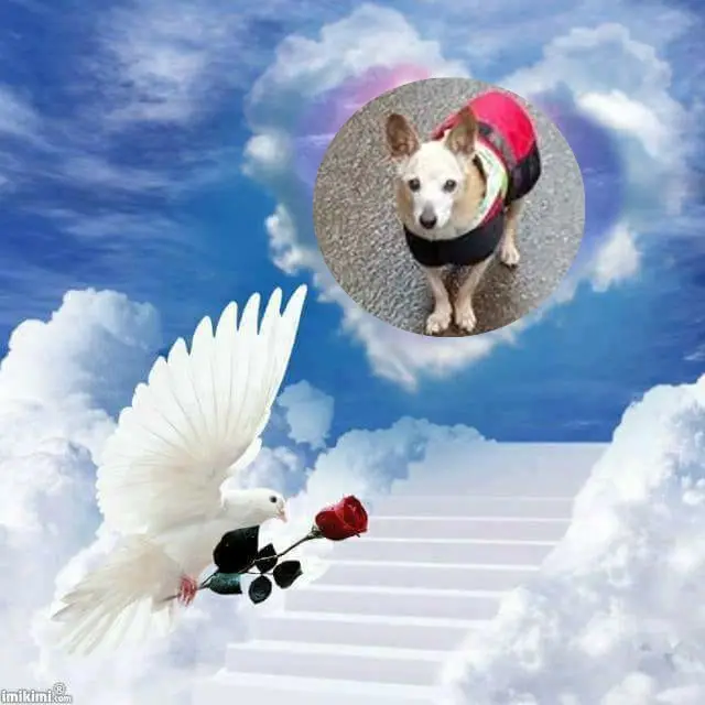 Condolence image of ❤️❤️❤️❤️❤️❤️❤️❤️❤️❤️❤️❤️