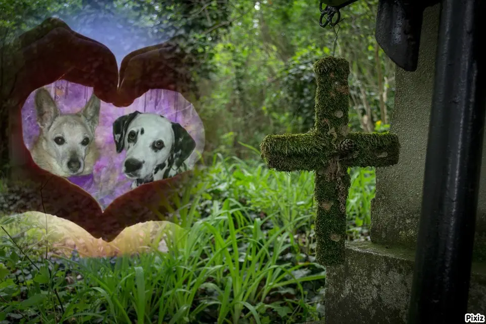 Condolence image of Tanja mit Timmy im Herzen