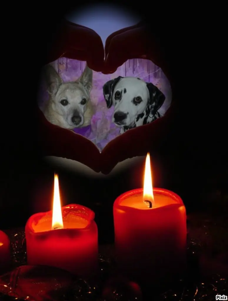 Condolence image of Tanja mit Timmy im Herzen 