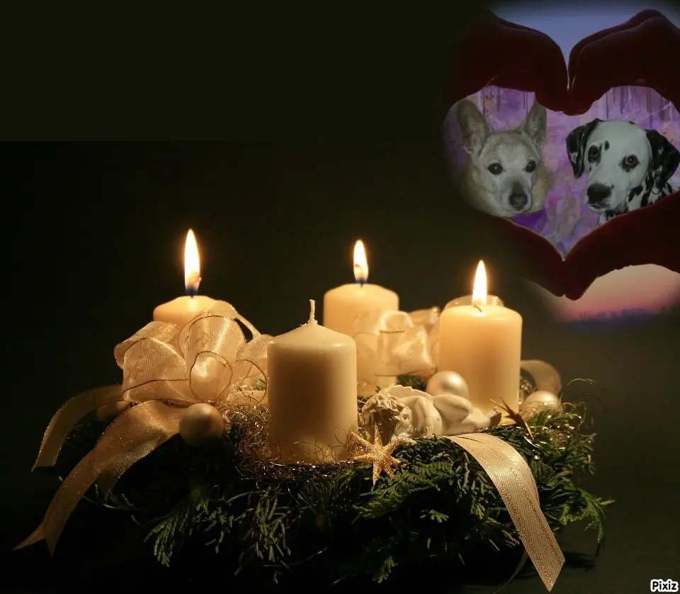 Condolence image of Tanja mit Timmy im Herzen