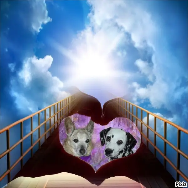 Condolence image of Tanja mit Timmy im Herzen 