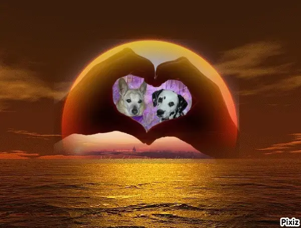 Condolence image of Tanja mit Timmy im Herzen 